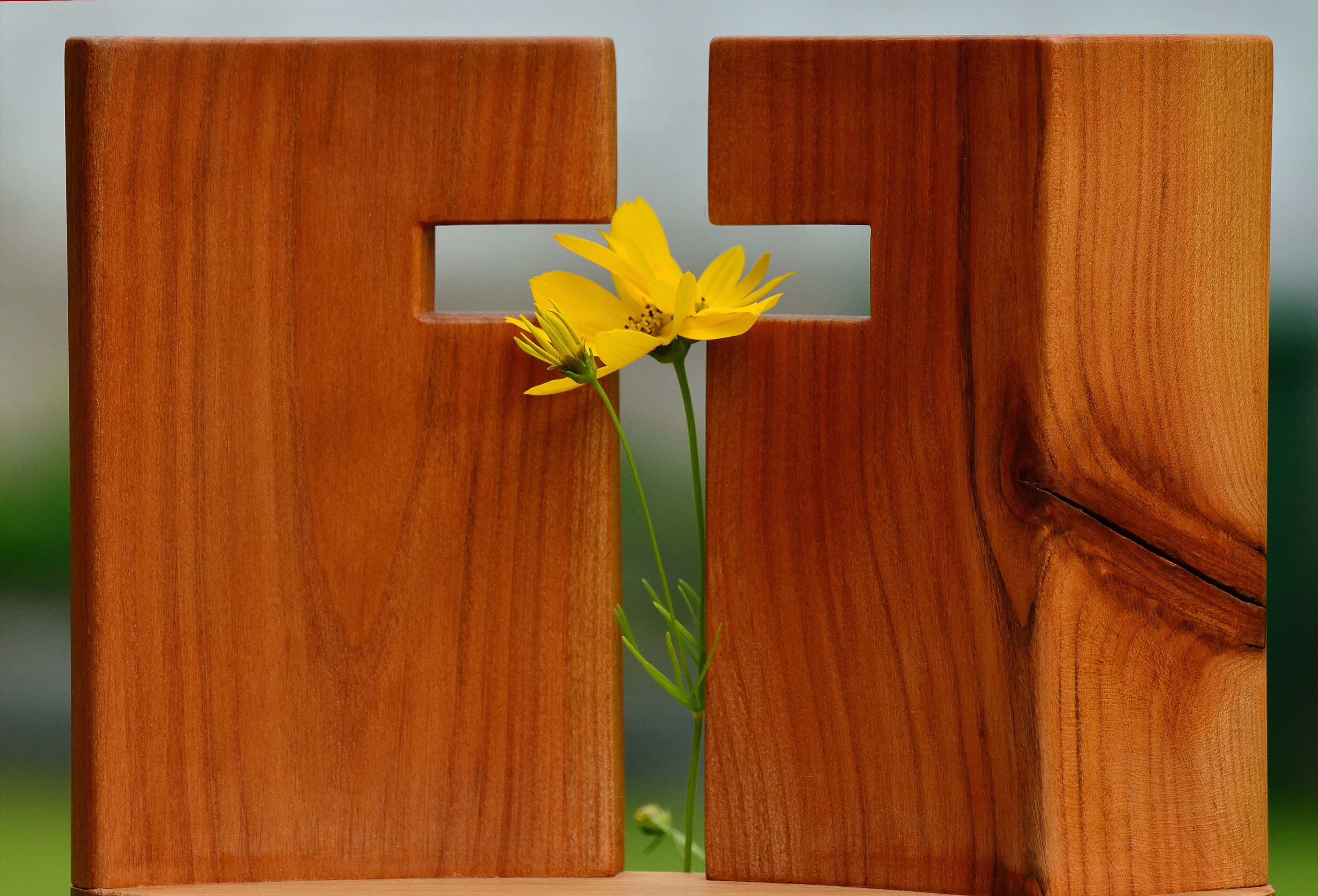 Zwei Holzstücke nebeneinander. In der Lücke entsteht ein Kreuz, durch das eine Blume wächst.